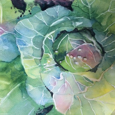 Cabbage